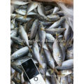 Gefrorenes kleines Auge Pferd Mackerel Fisch